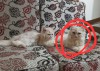 Pure Persian Sami punchface cat